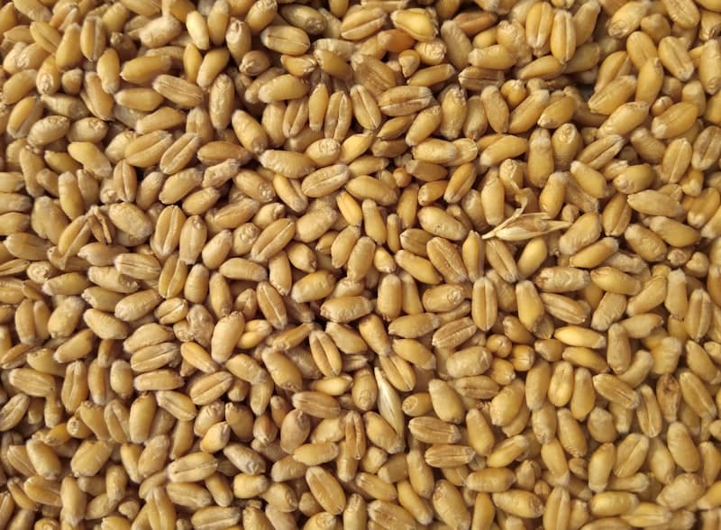 Baby Cerelac - Wheat